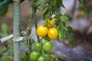 Fresh bunch tomatoes in garden