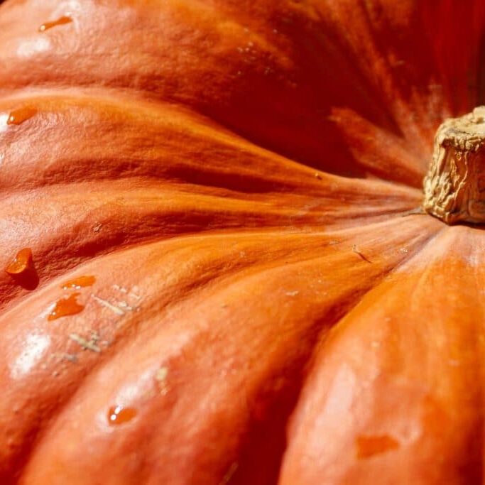 pumpkin-2736964_1920